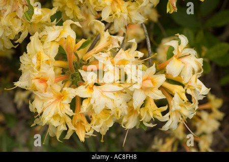 Fiori gialli vibranti di azalea giapponese Rhododendron japonicum in piena fioritura. Primo piano di splendidi gruppi floreali in Giappone. Foto Stock