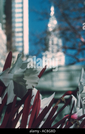 Infrarossi colore Bryant Park Daffodil e Chrysler Building di New York City Foto Stock