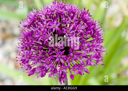Primo piano di Garlic Liliaceae Allium hybridum hort Purple Sensation, una vivace testa di fiori sferici viola che fiorisce in un giardino. Foto Stock