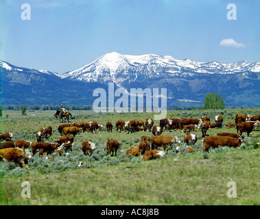 Whiteface Hereford bestiame pascola pacificamente il loro campo estivo in Wyoming Foto Stock