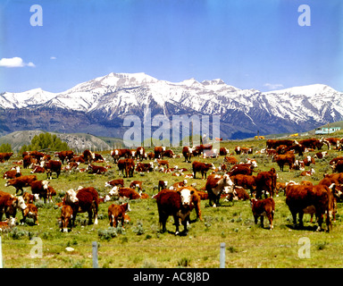 Whiteface Hereford bestiame pascola pacificamente il loro campo estivo in Wyoming Foto Stock