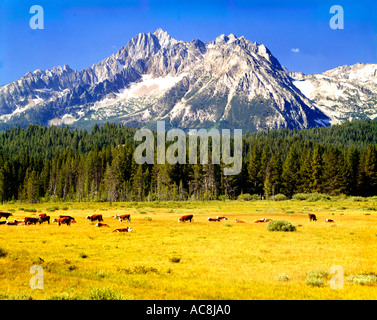 Sawtooth National Recreation Area in Idaho che mostra il pascolo di bestiame su un lussureggiante prato con le imponenti cime a dente di sega al di là Foto Stock