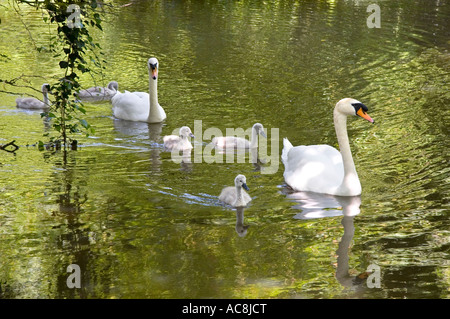 Cigni e cygnets sul fiume Ock a Abingdon 3 Foto Stock