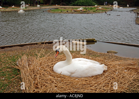 Swan di nidificazione Foto Stock