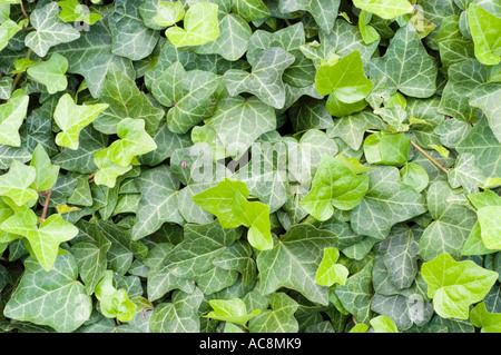 Tappeto denso di foglie di elica di Araliaceae Hedera, sfondo comune di foglie di edera con crescita verde e verde chiaro. Originaria dell'Europa e dell'Asia. Foto Stock