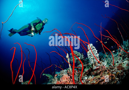 Scuba Diver e rossi coralli a frusta Juncella sp Sudan Africa Mar Rosso Foto Stock