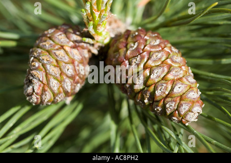 Primo piano di giovani coni su un pino svizzero Mugo Pine Pinaceae Pinus Mugo con aghi verdi in natura. Foto Stock
