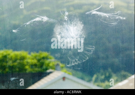 Un segno lasciato su una finestra di casa da un piccione battenti nella finestra, ambleside, cumbria, Regno Unito Foto Stock