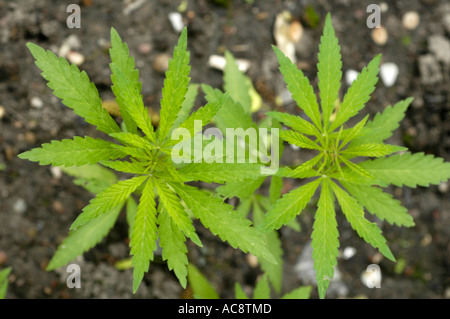 Vista dall'alto delle verdi foglie giovani di canapa cannabis sativa o marijuana che crescono nel suolo all'aperto. Foto Stock