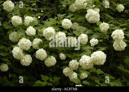 Fiori bianchi di medicina impianto viburno rose o snowball tree o alta bussola di mirtillo palustre o Caprifoliaceae Viburnum opulus Rose Foto Stock