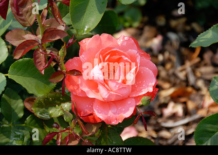 Artistry Rose Foto Stock