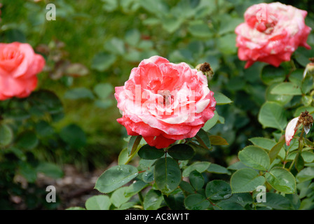 Artistry Rose Foto Stock