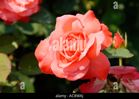 Artistry Rose Foto Stock