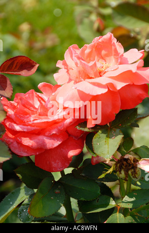 Artistry Rose Foto Stock