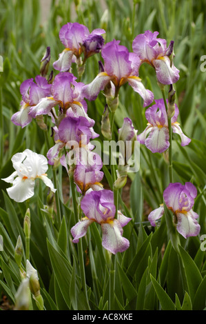 Splendidi fiori viola rosa di Iridaceae Barbata Elatior Iris Espada che fioriscono in un giardino con foglie verdi lussureggianti. Foto Stock