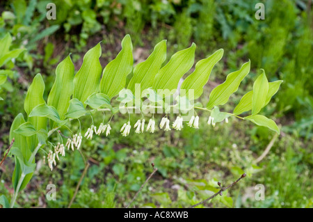 Primo piano di un fiorente fiore di foca delle Salomone (Polygonatum odoratum) con gambo ad arco e fiori bianchi a forma di campana in un giardino. Foto Stock