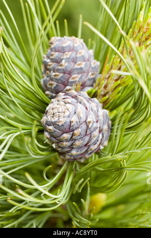 Primo piano di coni viola su un pino o un pino alpino (Pinus cembra), noto anche come pino siberiano o limba, circondato da aghi verdi. Foto Stock