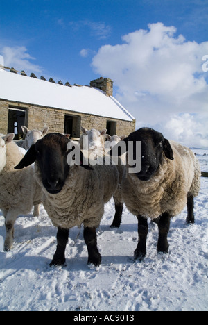 dh Suffolk pecore montoni UK coppia in neve riparando da cottage in rovina scozzese agricoltura scozia bestiame invernale Foto Stock