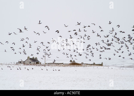 dh gregge di uccelli OCHE SELVATICHE ORKNEY SCOZIA Flying greggi in campo prendendo volo cottage neve regno unito Inverno fauna selvatica migrante grylag oca anser Foto Stock