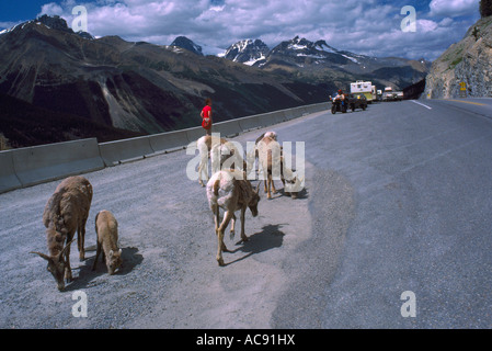 Bighorn (Ovis canadensis) alimentazione sulla ghiaia salato sulla Icefields Parkway, nelle Montagne Rocciose Canadesi, Alberta, Canada Foto Stock