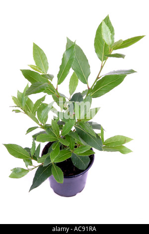 Dolce di bacche di alloro, bay tree, dolce bay (Laurus nobilis), pianta in vaso Foto Stock