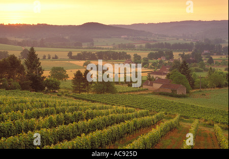 Vigneto nr Cahors Valle del Lot Francia Foto Stock