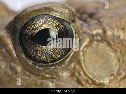 Panther toad (Bufo regularis), occhio Foto Stock