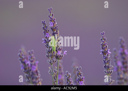 Sella comune-backed bushcricket, tizi (Ephippiger ephippiger), alla Lavanda, Lavandula officinalis, Lavandula angustifolia, Fra Foto Stock