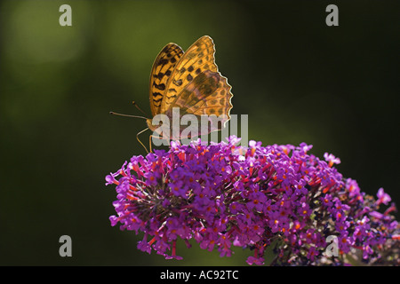 Il cardinale (Pandoriana pandora, Argynnis pandora), sulla boccola a farfalla (Buddleja), Francia Provenza Foto Stock