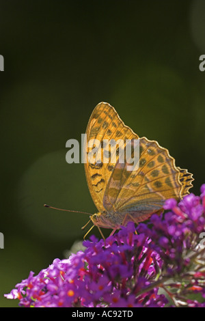 Il cardinale (Pandoriana pandora, Argynnis pandora), sulla boccola a farfalla (Buddleja), Francia Provenza Foto Stock