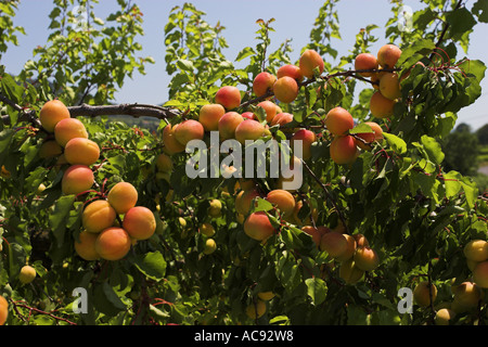 Albero di albicocche (Prunus armeniaca), il ramo con frutti maturi, Francia Provenza Foto Stock