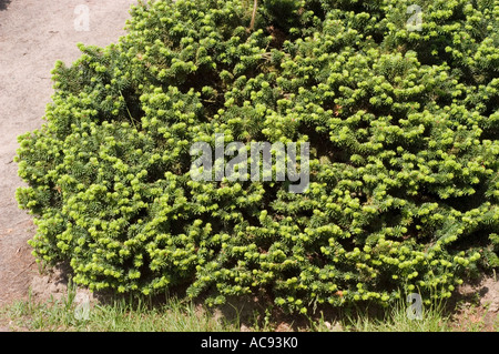 Nana fir Balsam Pinaceae Abies balsamea Nana Foto Stock