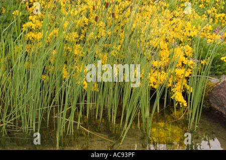 Fiori gialli della Lancia del Re (Asphodeline lutea) che fioriscono accanto a uno stagno con canne verdi e riflessi d'acqua. Pianta della famiglia delle Asphodelaceae. Foto Stock