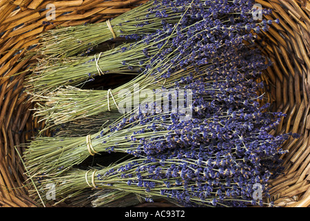 Lavanda (Lavandula angustifolia, Lavandula officinalis), cesto con mazzi, Francia Provenza Foto Stock