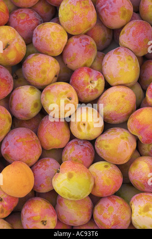 Prugna (Prunus domestica), sul mercato, Francia Provenza Foto Stock