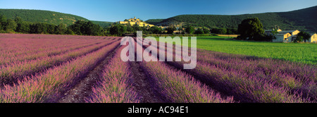 Campo di lavanda Bagnon Provence Francia Foto Stock