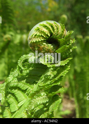Struzzo europeo Fern (Matteuccia struthiopteris), punta dell'involuta frond in Germania, in Renania settentrionale-Vestfalia Foto Stock