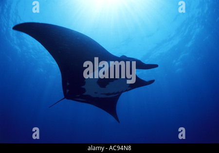Manta, Atlantic manta, giant devil ray, giant manta (Manta birostris), vista dal basso, Messico, Baja California Foto Stock