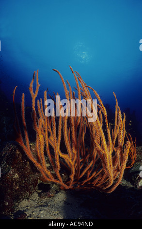 In Coral reef, Indonesia, Sumatra Foto Stock