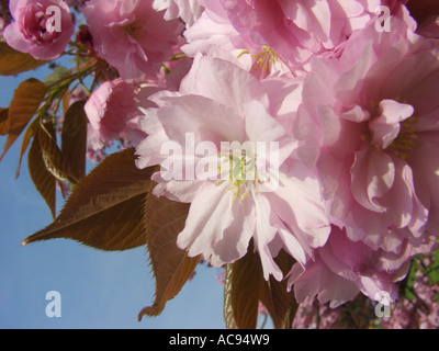 Oriental ciliegio (Prunus serrulata 'Kanzan', Prunus serrulata Kanzan), fiore un giovane foglia Foto Stock