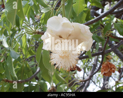 Baobab, pane scimmia, scimmia tamarind (Adansonia digitata), fiore Foto Stock