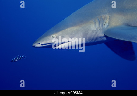 Lo squalo longimano, whitetip shark, whitetip oceanic shark (Carcharhinus longimanus, Carcharhinus maou), ritratto Foto Stock