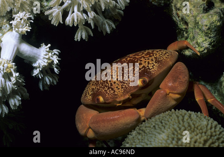 Pebble-Crab convessa, il corallo rosso granchio, Reef granchi (Carpilius convexus), tra coralli, Egitto, Safaga Foto Stock