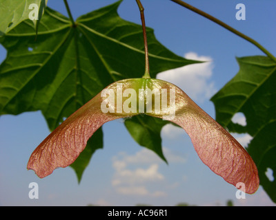 Norvegia (acero Acer platanoides), frutto acerbo con foglia, Samara, in Germania, in Renania settentrionale-Vestfalia Foto Stock