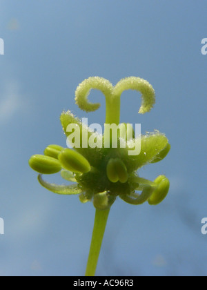 Acero di monte, grande Acero (Acer pseudoplatanus), fiore con ovaio alato e stamina Foto Stock