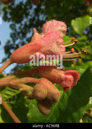 Red ippocastano, rosa ippocastano (Aesculus x carnea (Aesculus carnea)), fiori e boccioli Foto Stock