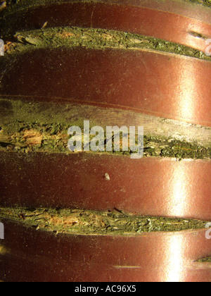Il tibetano ciliegia, corteccia di betulla ciliegio (Prunus serrula), stelo Foto Stock
