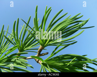 Golden Larice (Pseudolarix amabilis (Pseudolarix kaempferi)), breve sparare con aghi Foto Stock