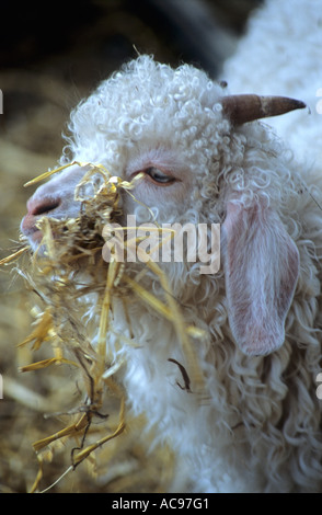 Angora capre Capra Kid Foto Stock