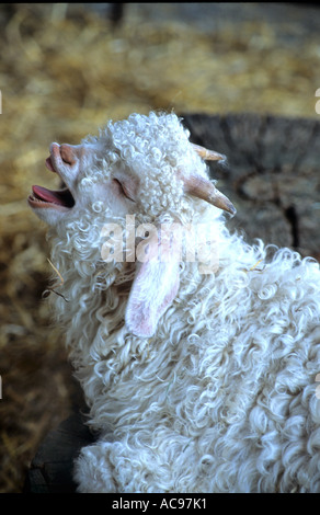 Angora capre Capra Kid bocca aperta Foto Stock